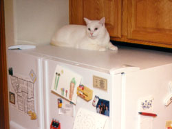 "There's no way the vacuum can get me up here."