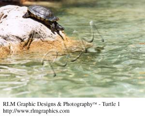 Turtle 1