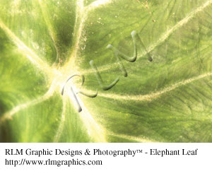 Elephant Leaf