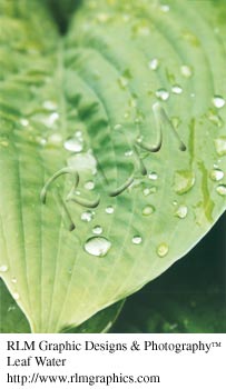 Leaf Water