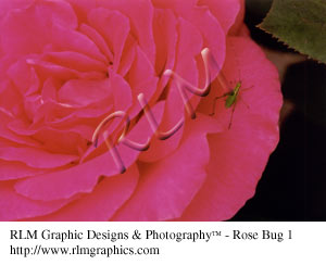 Rose Bug 1