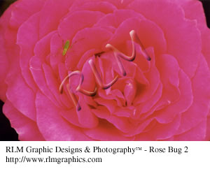 Rose Bug 2